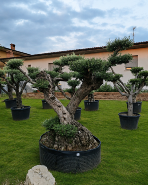 Ulivo macrobonsai (1902)