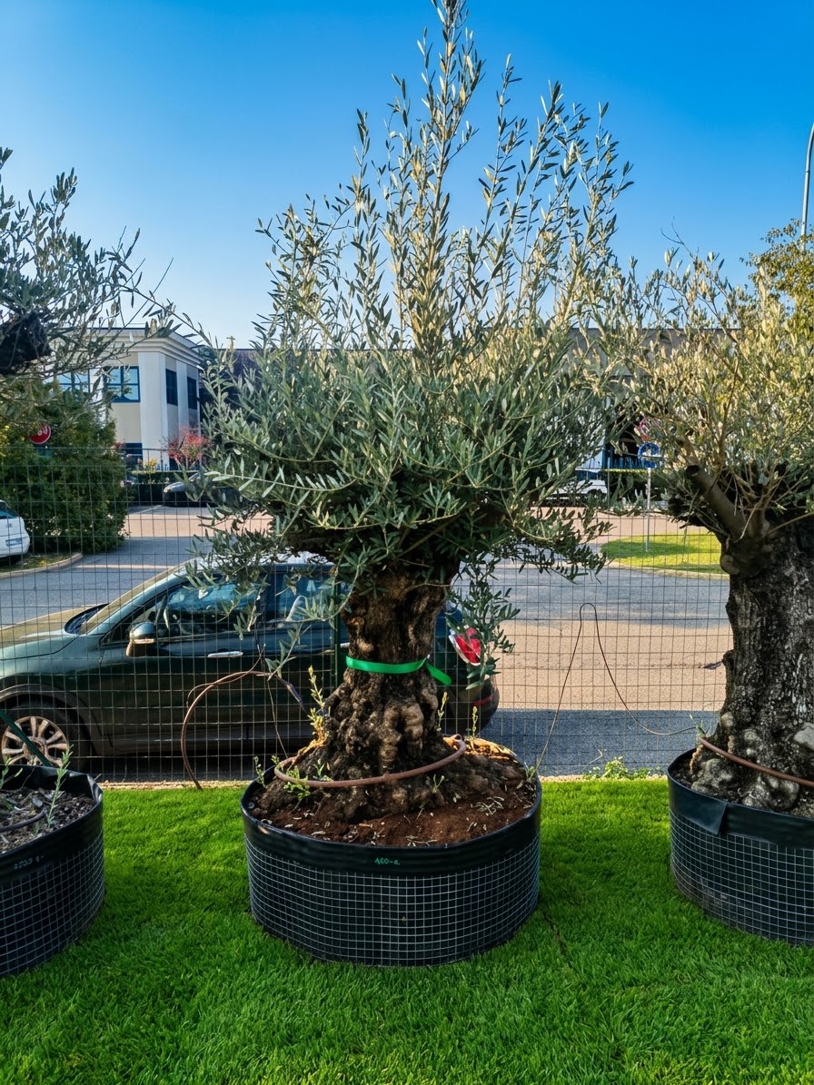 Ulivo bonsai (495)
