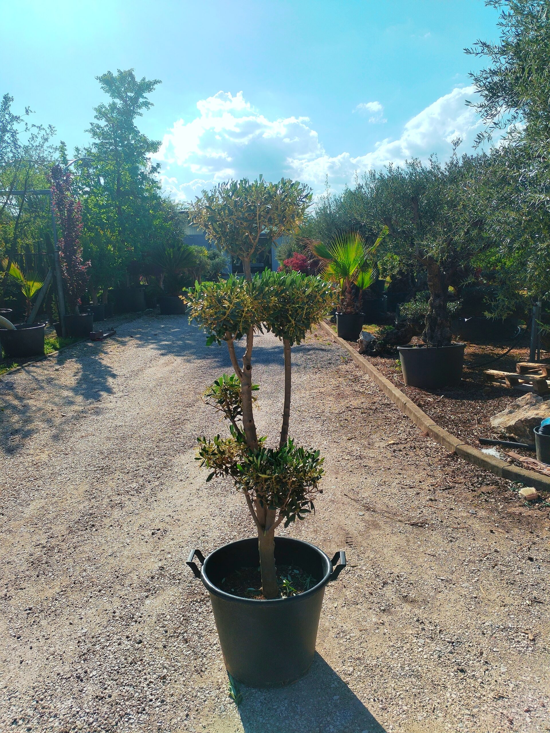 Ulivo bonsai (154)