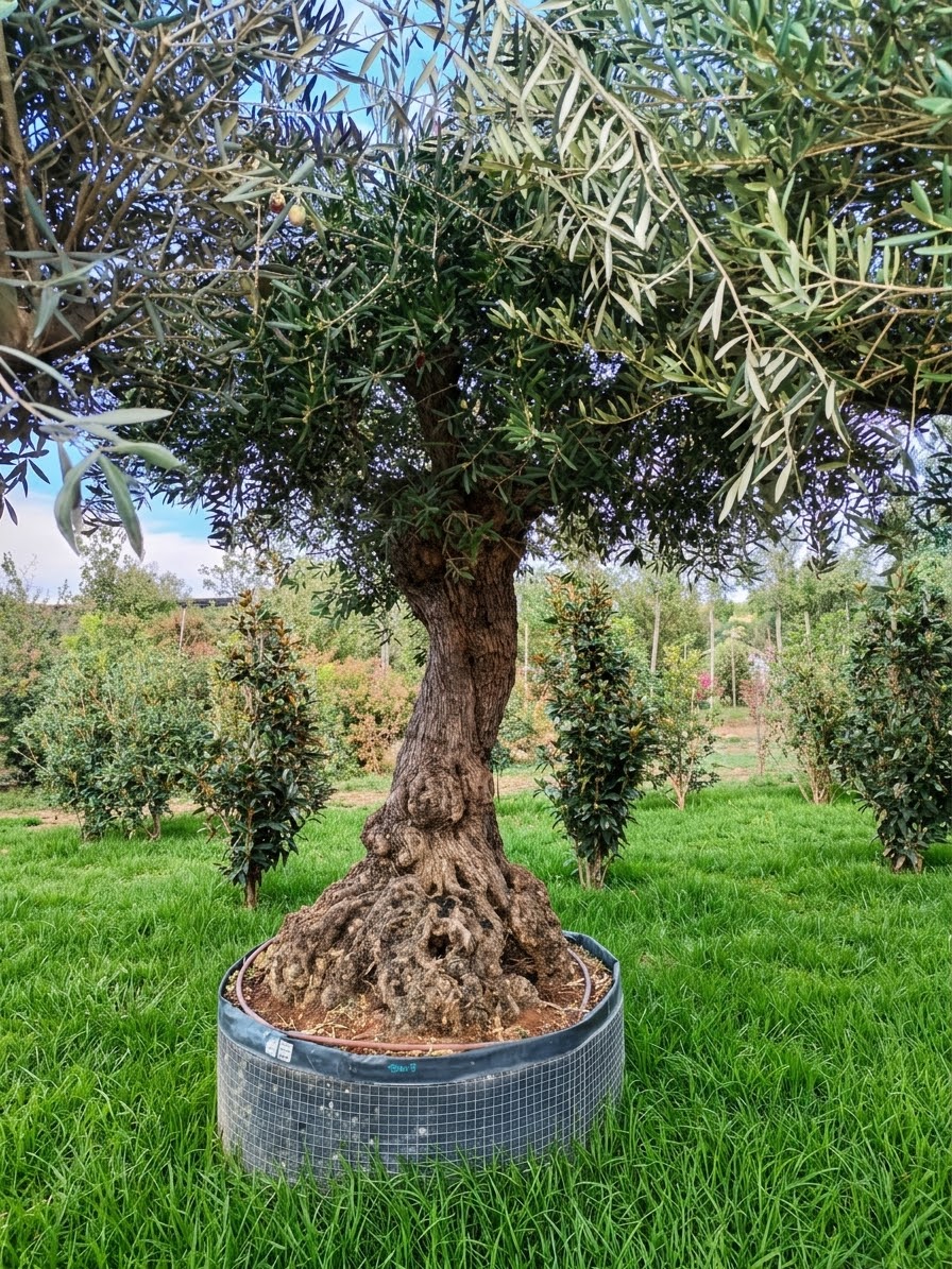Ulivo secolare Leccino (952)