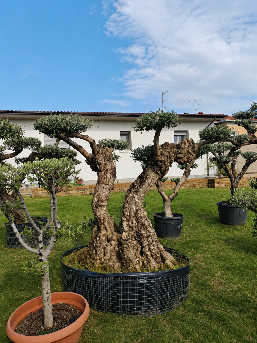 Ulivo macrobonsai (1900) - immagine 2
