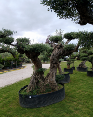 Ulivo macrobonsai (1900)