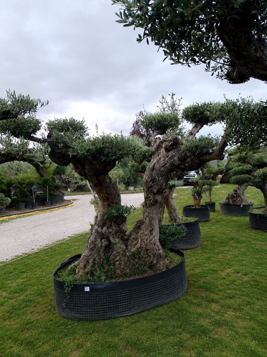 Ulivo macrobonsai (1900)