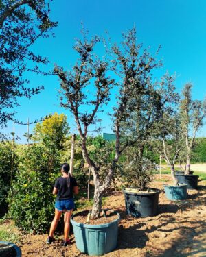 Quercia da sughero (750)