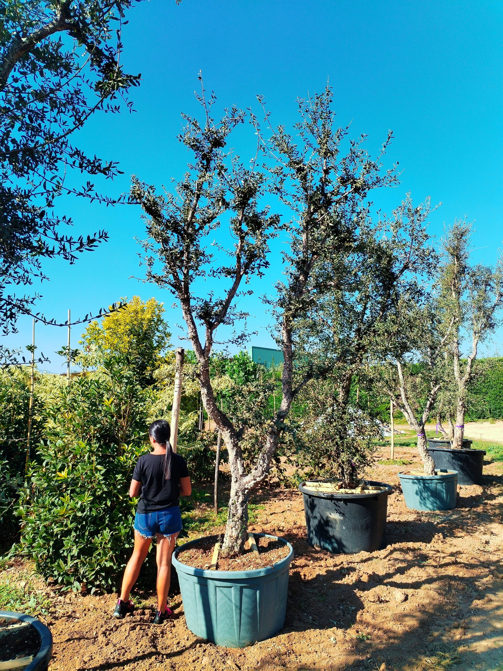 Quercia da sughero (750)