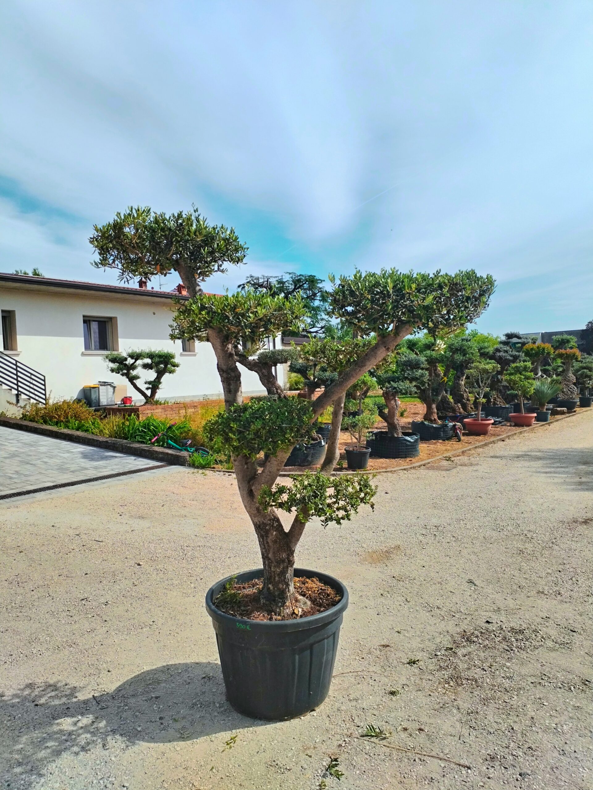 Ulivo macrobonsai (590)
