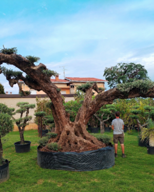 Ulivo macrobonsai maxi esemplare 1
