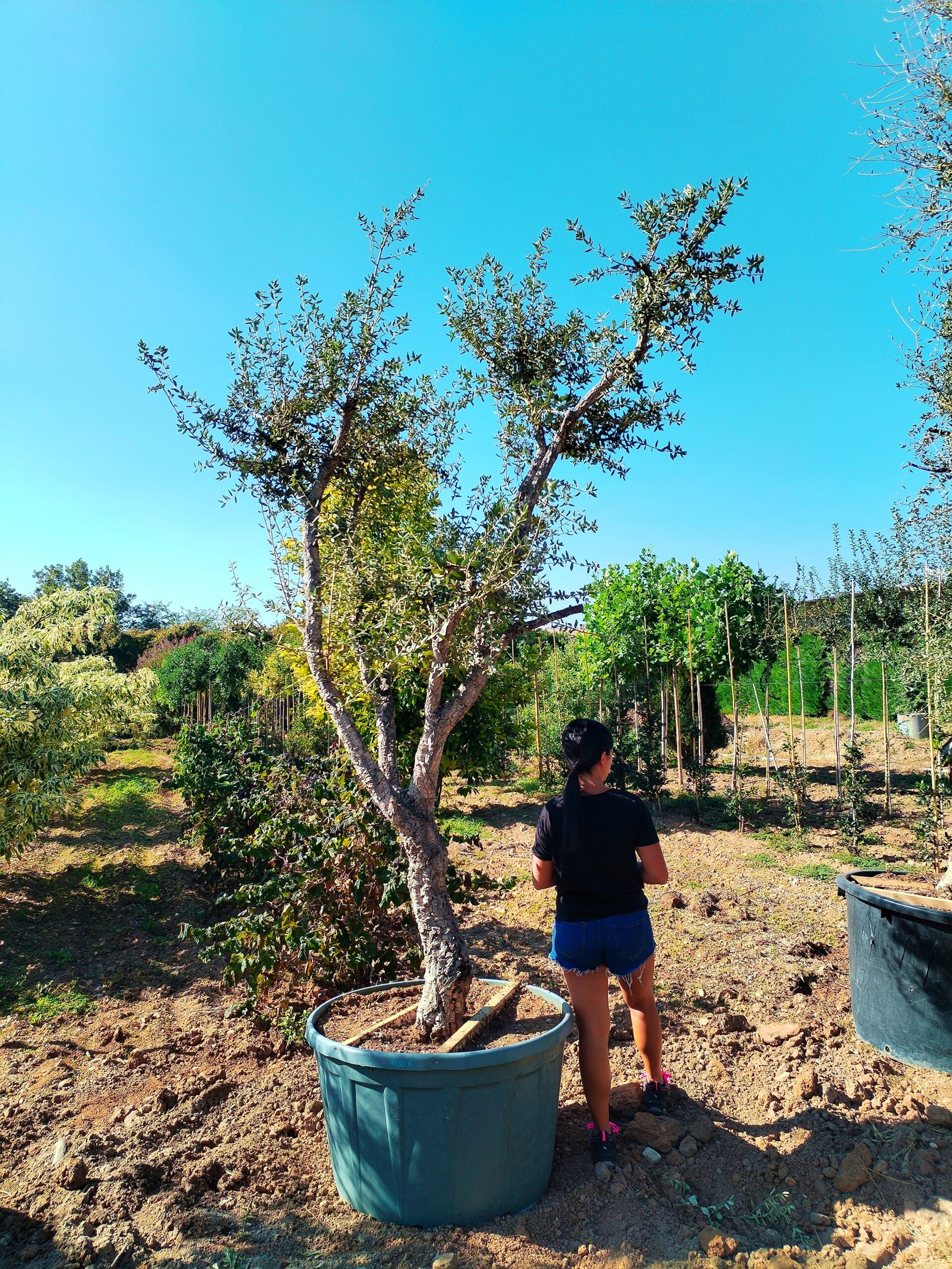 Quercia da sughero (700)