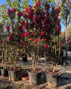 Lagerstroemia rossa dynamite 200 cm