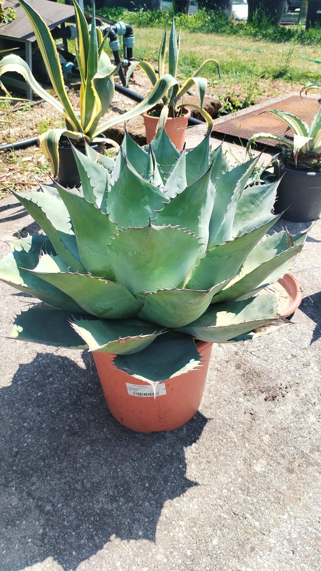 Agave Parrasana