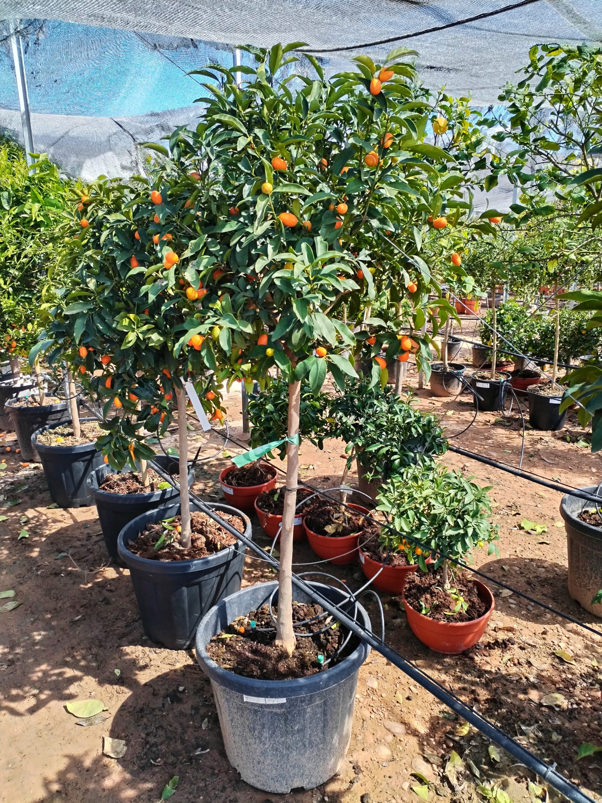 Citrus Cumquat - Mandarino Cinese (130)