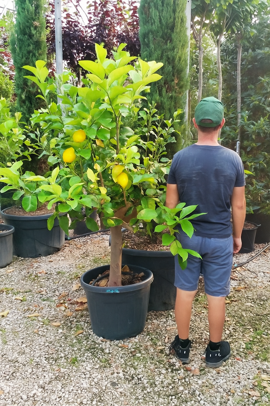 Citrus Limon – Limone (250)
