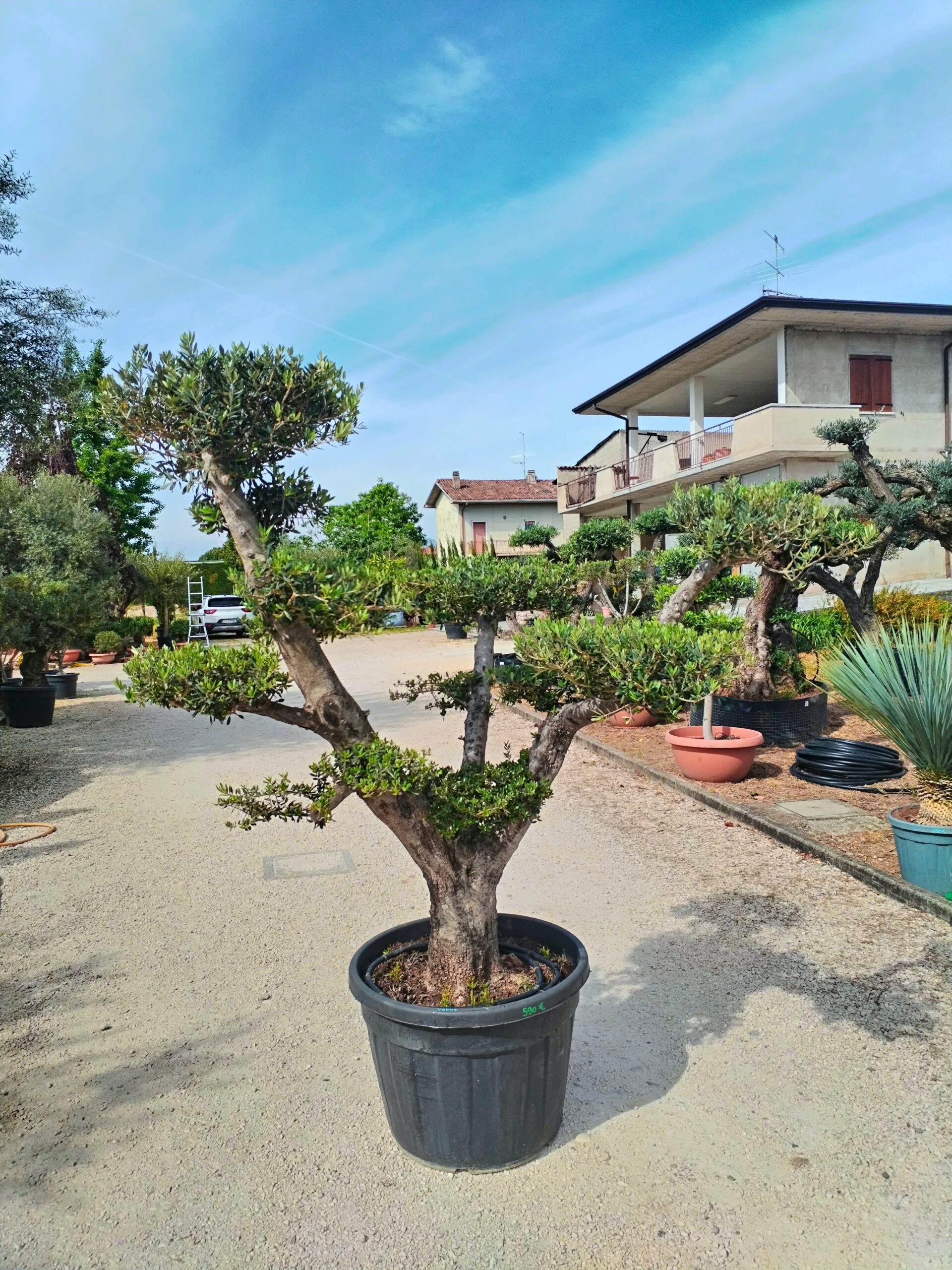 Ulivo Macrobonsai (593)