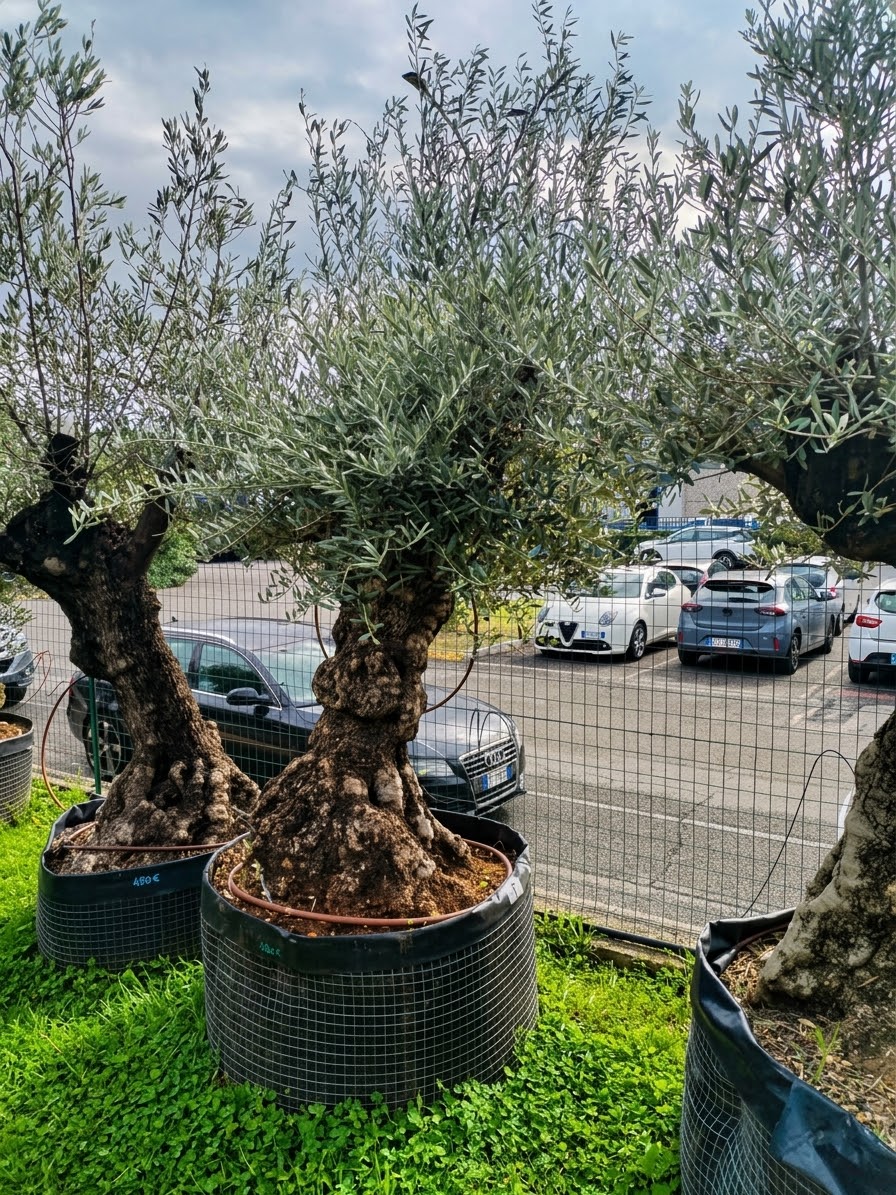 Ulivo bonsai (498)