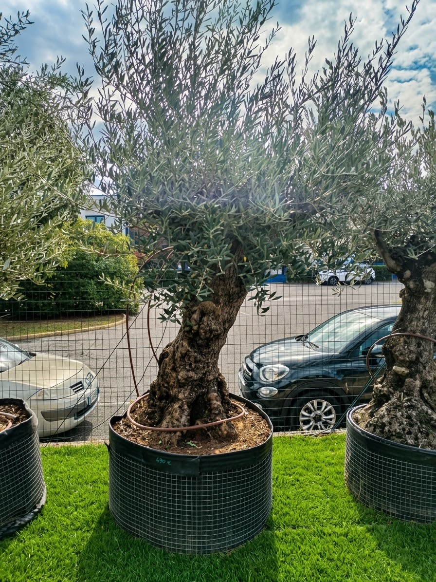 Ulivo bonsai (499)
