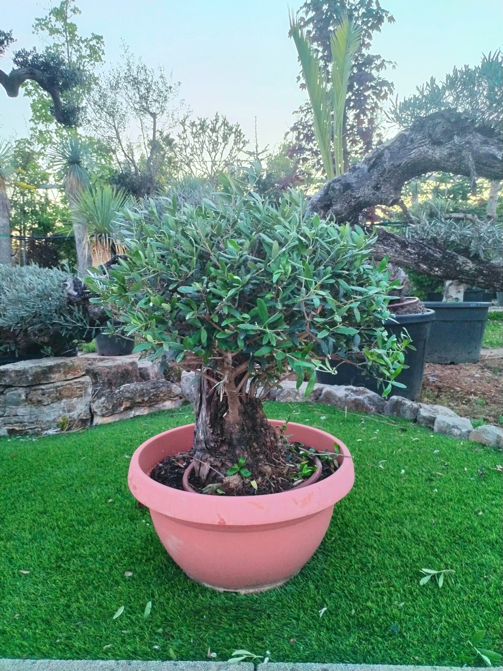 Ulivo mini-bonsai in ciotola (3)