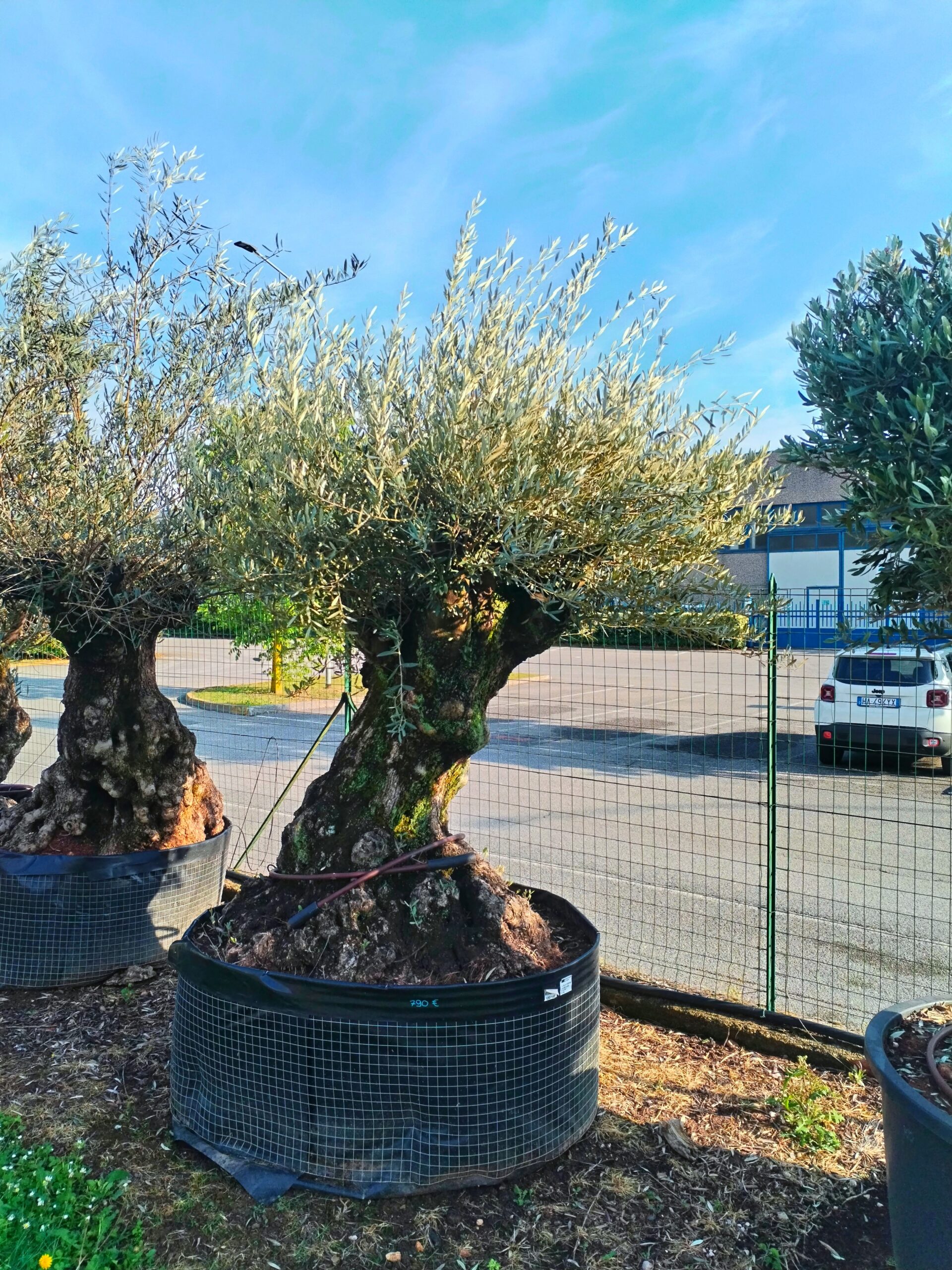 Ulivo bonsai (792)