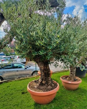 ulivo bonsai in ciotola (491)