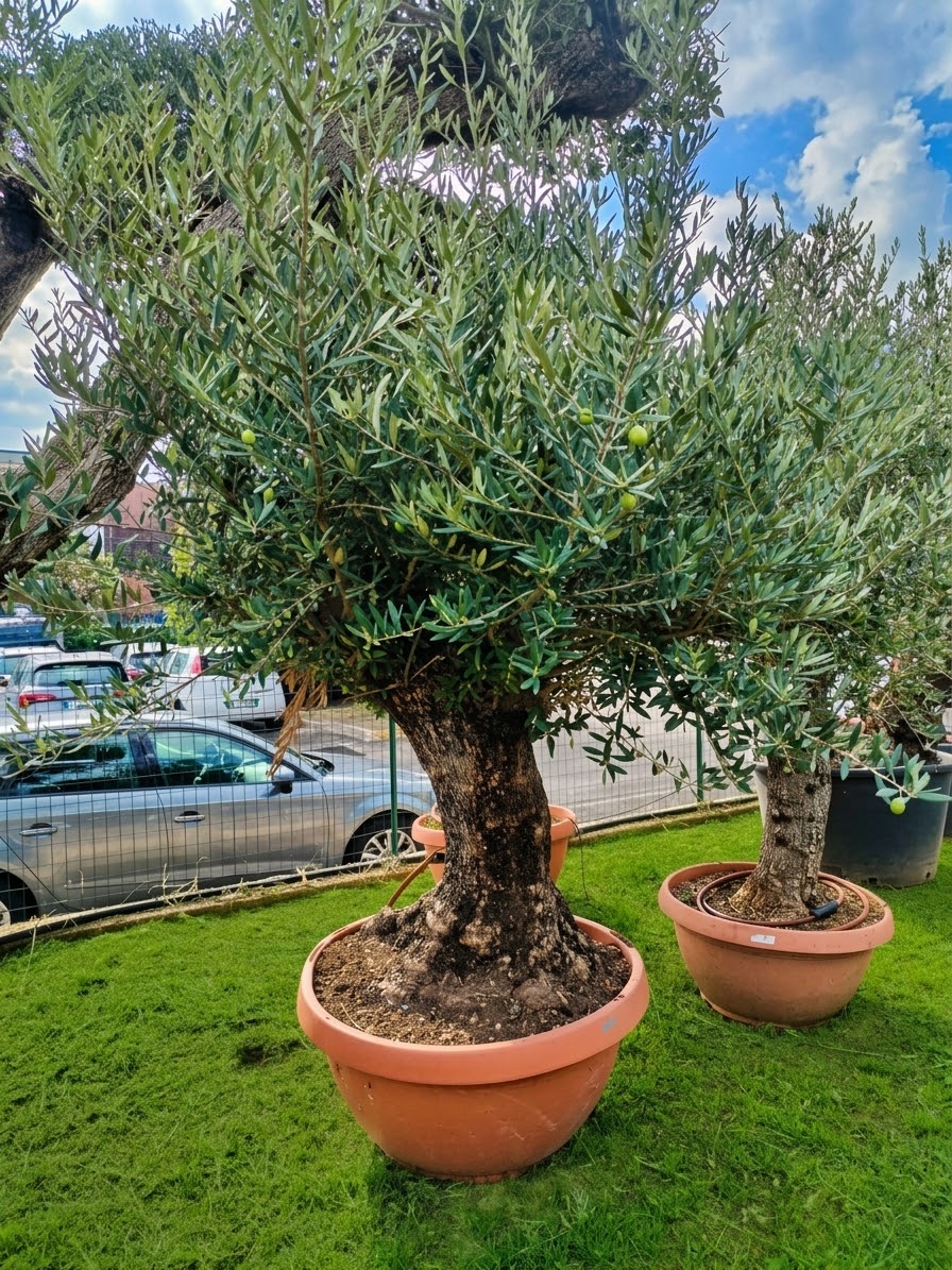 ulivo bonsai in ciotola (491)