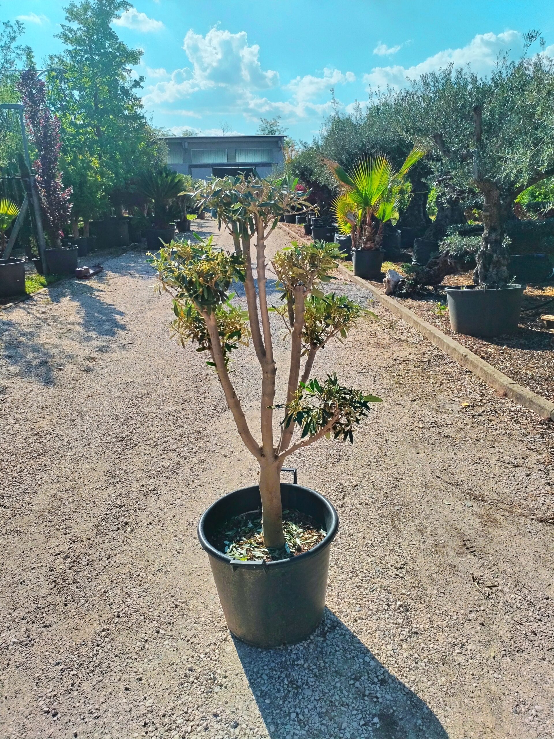 Ulivo Macrobonsai (152)