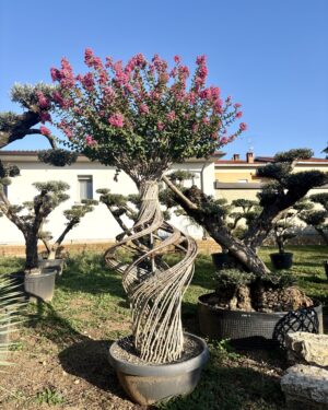 Lagerstroemia a spirale