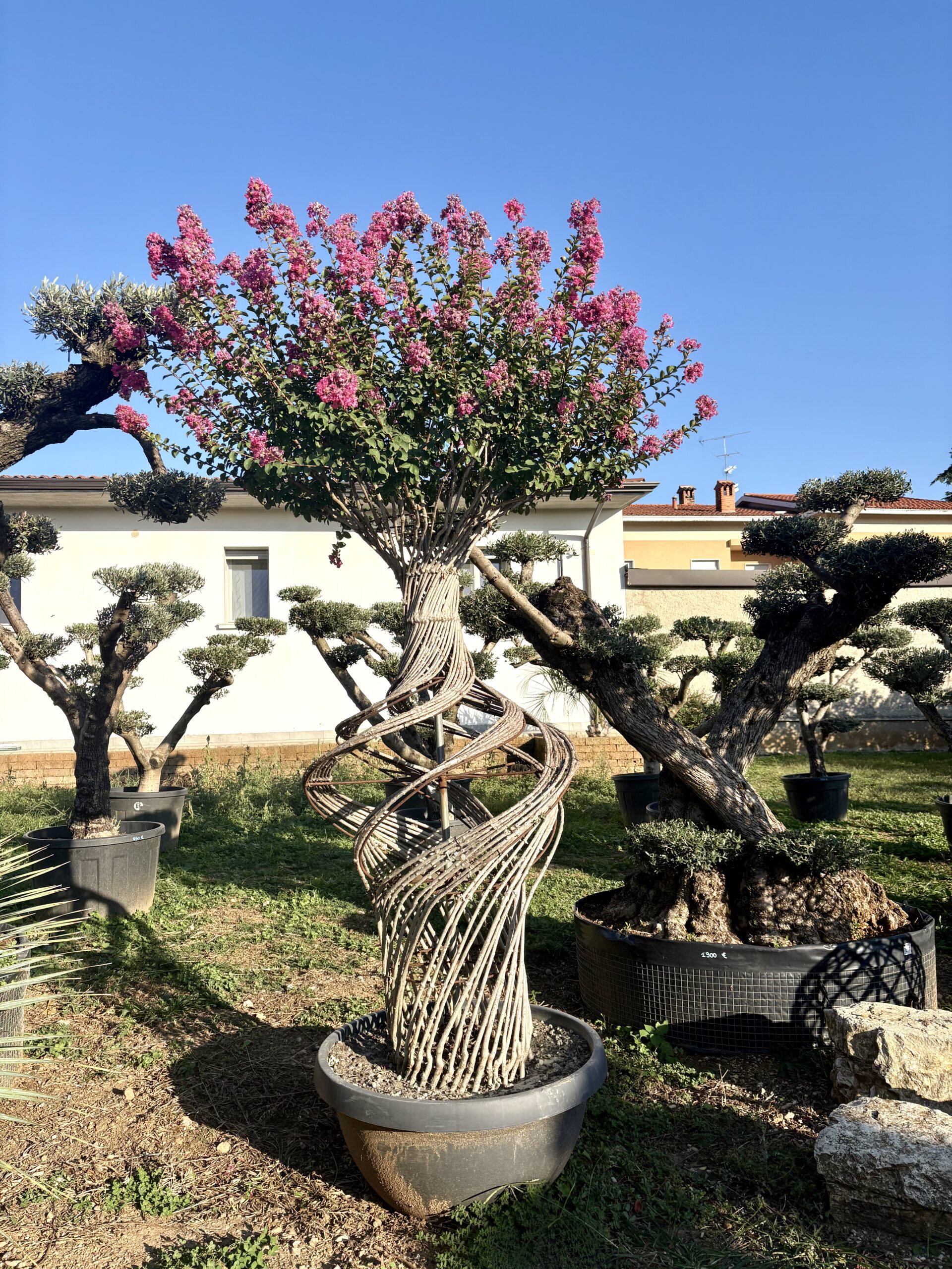 Lagerstroemia a spirale