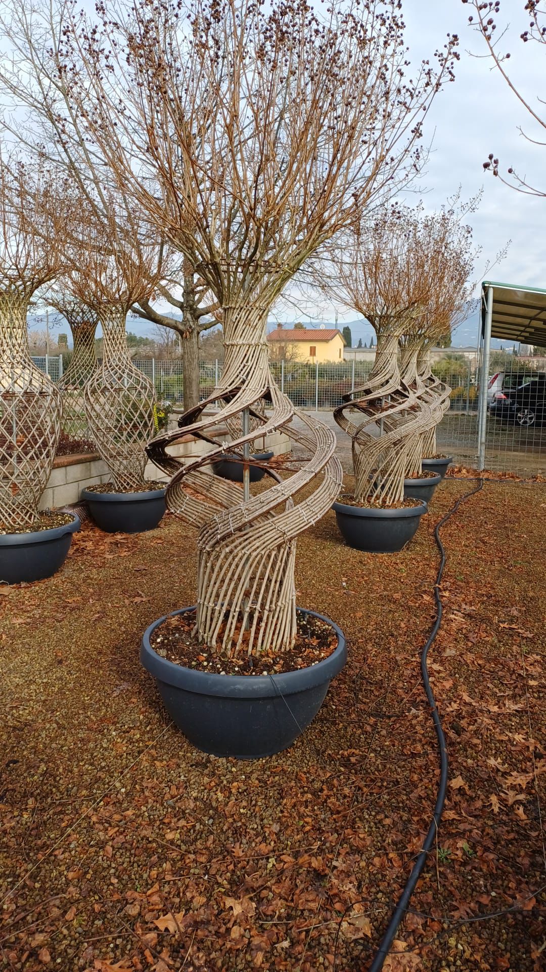 Lagerstroemia a spirale