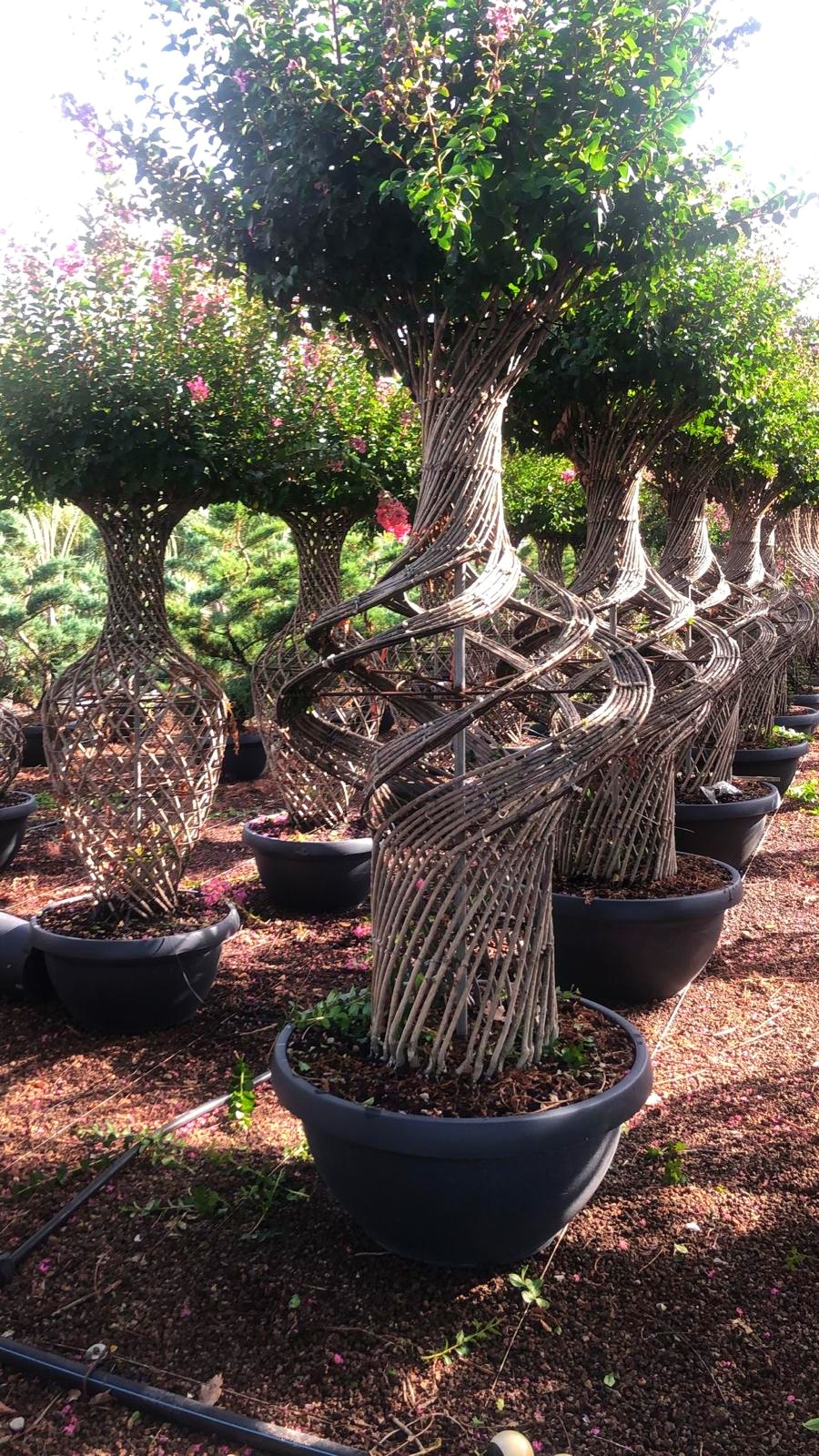 Lagerstroemia a spirale - immagine 2