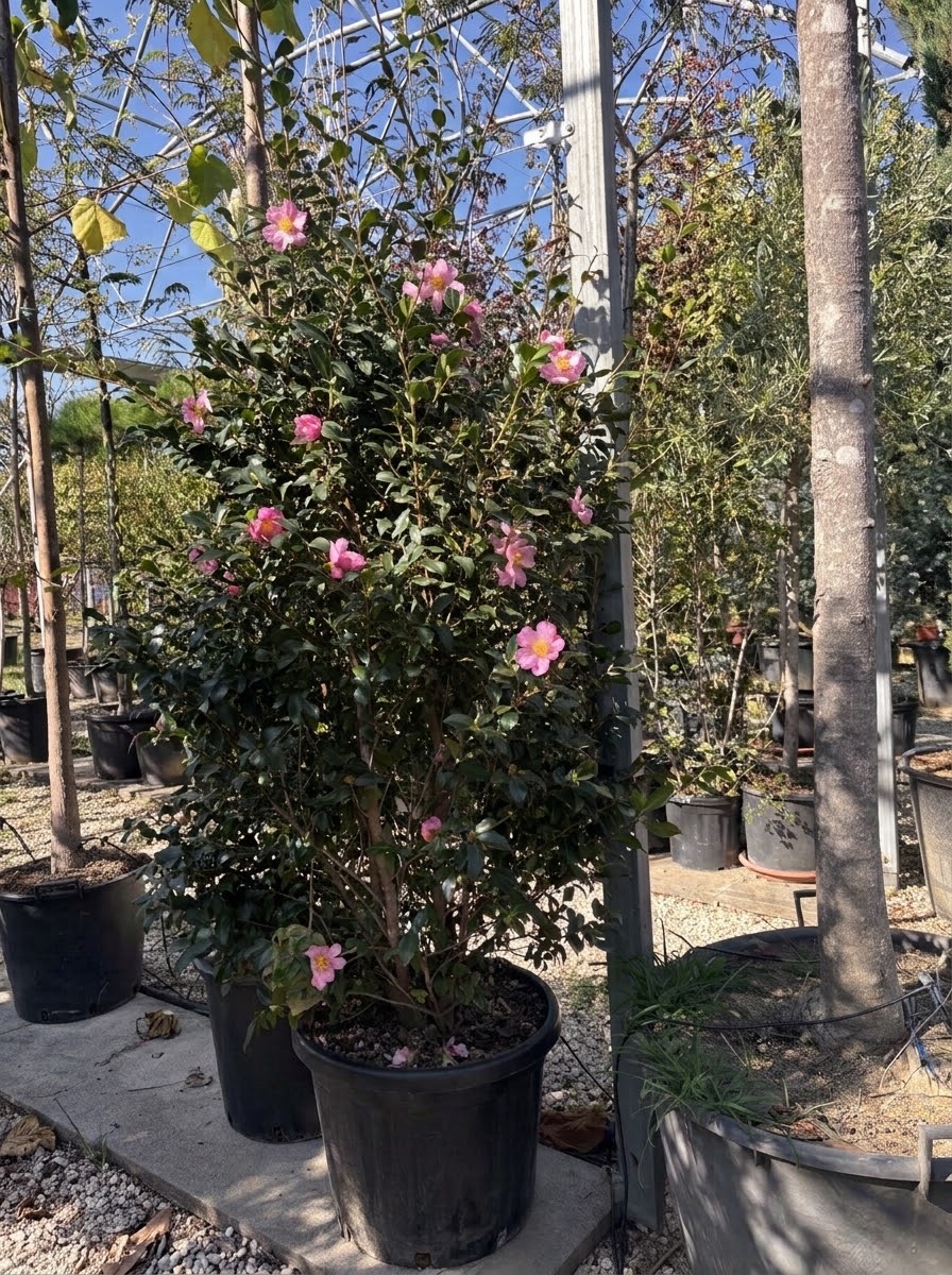 Camelia Sasanqua rosa