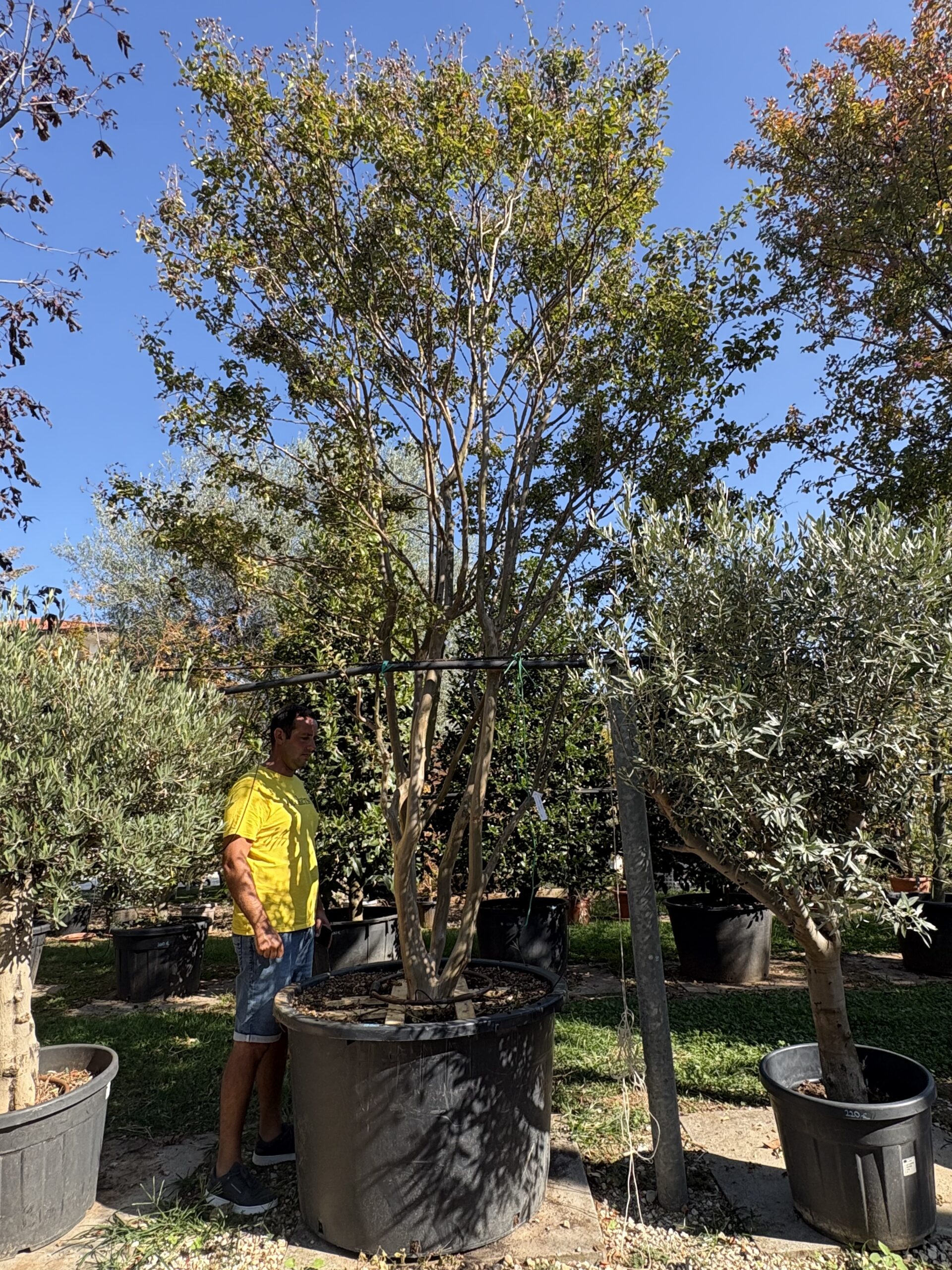 Esemplare di Lagerstroemia a cespuglio h 350 - immagine 2