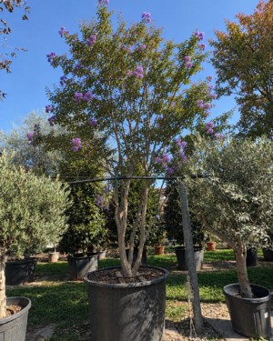 Esemplare di Lagerstroemia a cespuglio h 350