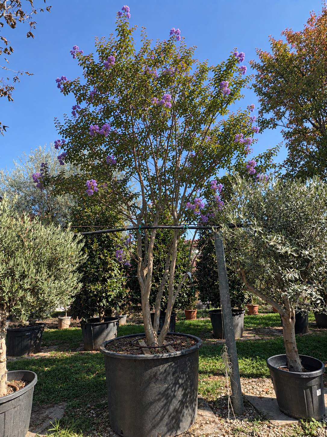 Esemplare di Lagerstroemia a cespuglio h 350