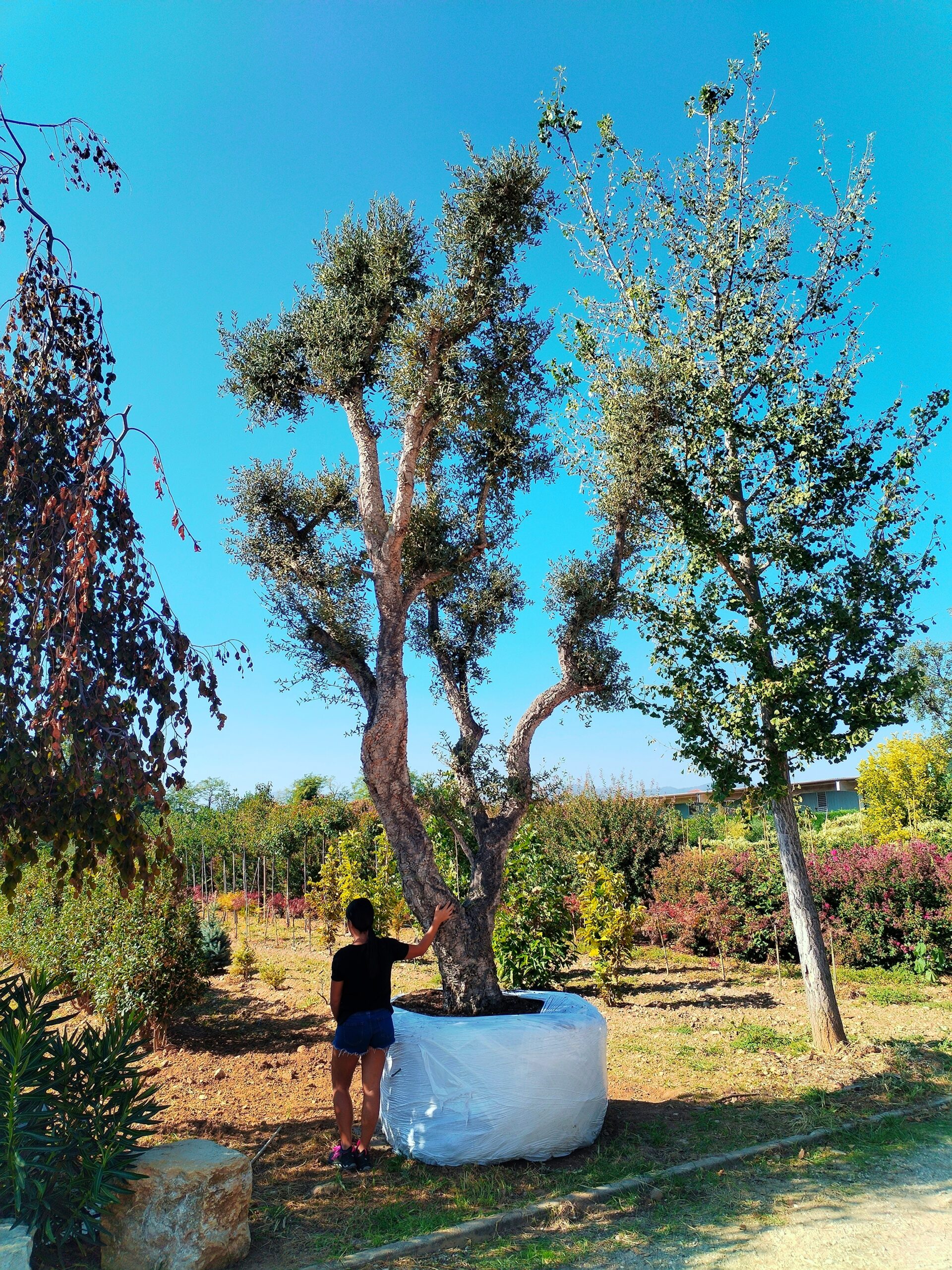 Quercia da sughero esemplare (3500)